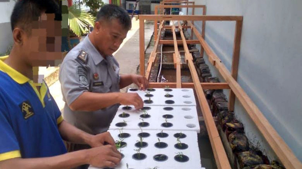 Dukung Program Ketahanan Pangan, Giatja Lapas Narkotika Muara Beliti Budidaya Tanaman Hidroponik