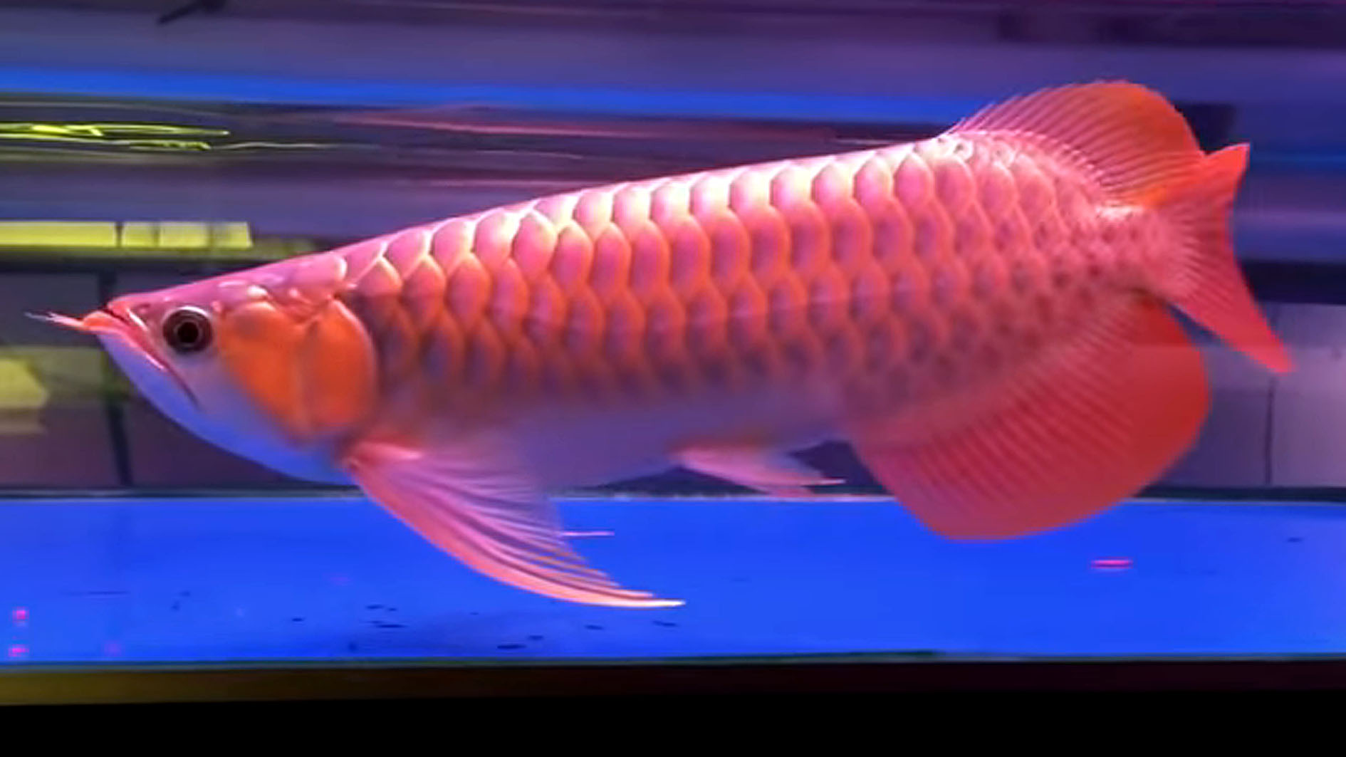 Dipercaya Membawa Keberuntungan Serta Disebut Sebagai Ikan Naga, ini 6 Cara Merawat Ikan Hias Arwana