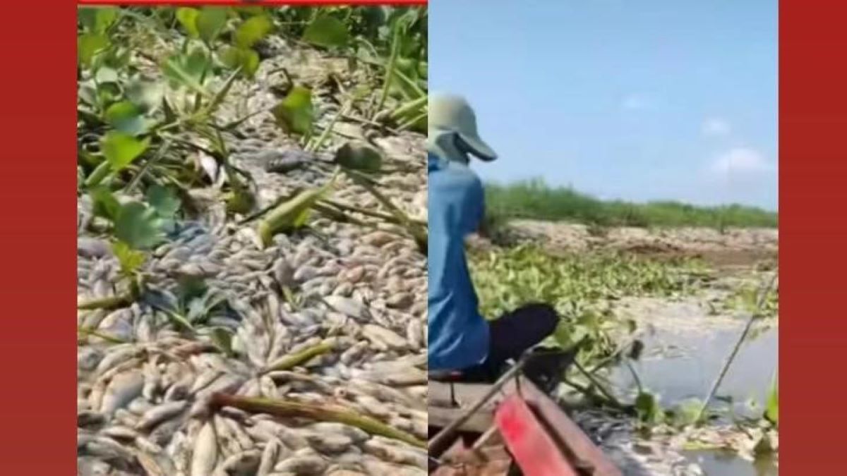 Viral, Ribuan Ikan Ditemukan Mati di Sungai Pedamaran OKI, Apa Penyebabnya?