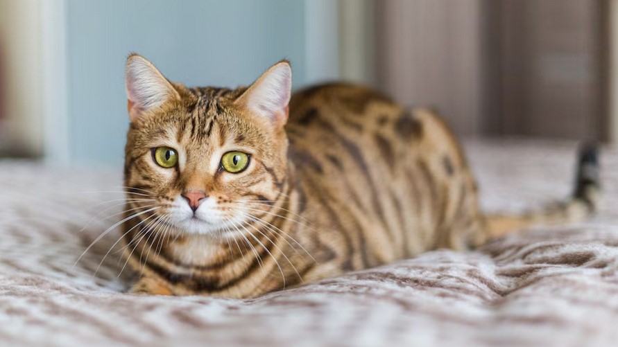 10 Pahala dan Manfaat Memelihara Kucing dalam Islam, Nomor 6 Tidak Disangka 