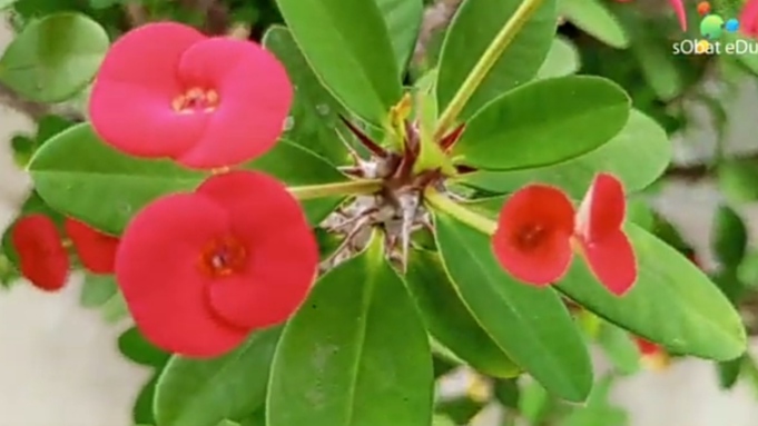 Tanaman Hias ini Memiliki Warna yang Cantik Serta Batangnya Dipenuhi Duri, ini 6 Cara Merawat Euphorbia