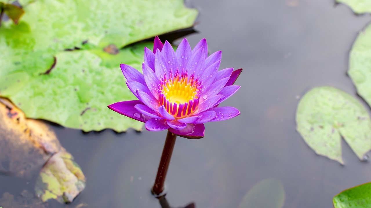 6 Efek Tanaman Blue Lotus yang Mirip Seperti Ganja, Tumbuh Subur di Indonesia