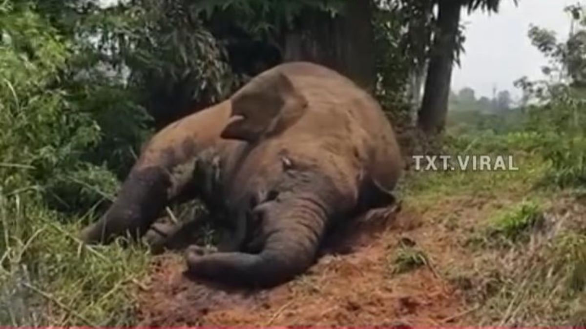 Miris, Gajah Sumatera di Aceh Mati Diduga Ditembak Pemburu, Begini Penampakannya