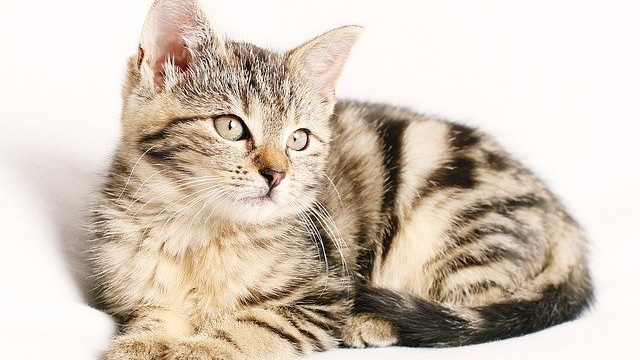 8 Agustus Hari Kucing Sedunia, Berikut Fakta-fakta Terkait Kucing