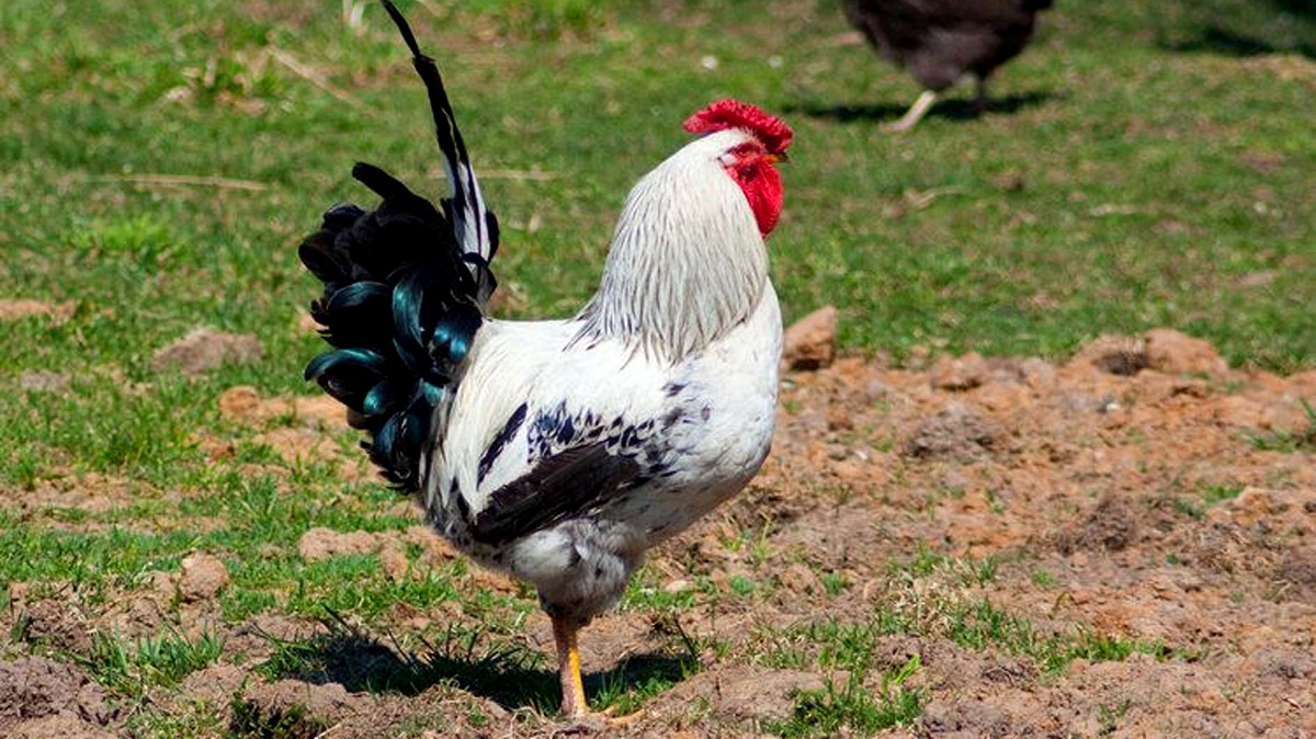 Menurut Primbon Jawa, Ayam Masuk Rumah akan Mendapat Rezeki Deras Bagi Penghuninya, Benarkah?