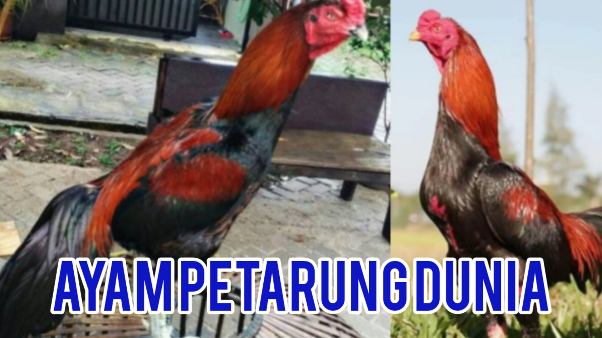 Fakta 5 Jenis Ayam Petarung Dunia, Nggak Nyangka Bukan Indonesia Juaranya 