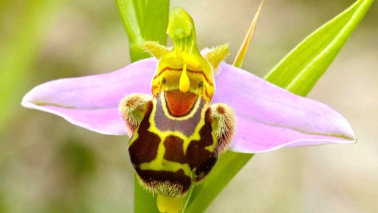 Budidaya Bunga Anggrek Lebah Memiliki Bentuk bunga yang Sangat Mirip dengan Lebah