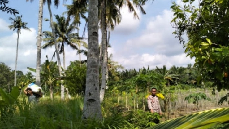 Pasca Pencari Buah Kelapa Jatuh, Polisi Musi Rawas Berikan Informasi Penting 