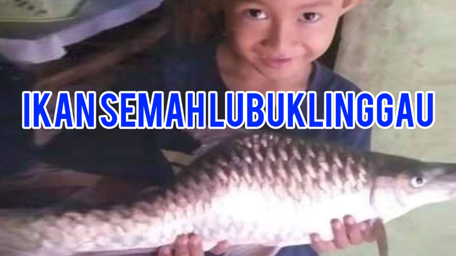 Ikan Semah Disebut Ikan Dewa, Jadi Menu Sultan Lubuklinggau, Diburu Mancing Mania di 2 Lokasi Ini