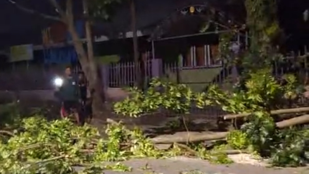 Penebangan Pohon di Depan SD Negeri 20 dan 21 Lubuk Linggau Dikeluhkan Warga, ini Kata Kepala Sekolah