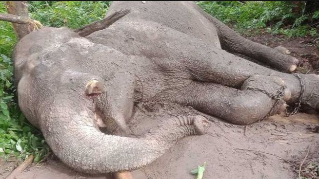 Biadab! Gajah di Tesso Nilo Ditemukan Tewas Diracuni Hingga Gading Kiri Dipotong