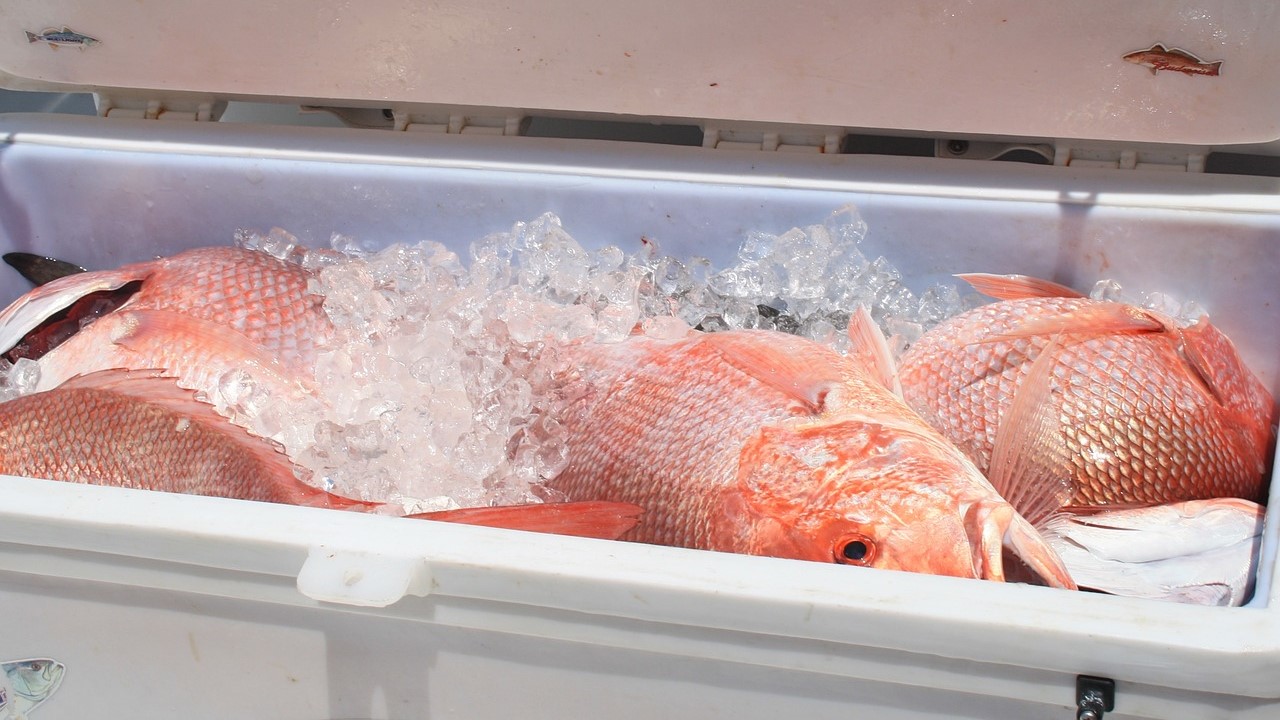 Fantastis! Nelayan Pangandaran Panen Ikan Kakap Merah 3 Ton, Masyarakat Heboh Rezeki Nomplok