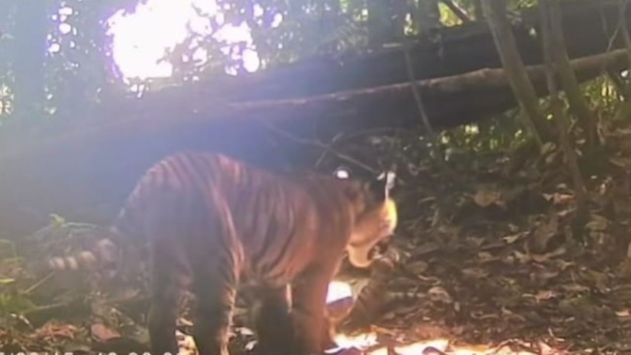 Ada Ratusan Harimau Sumatera di TNKS, Individu Baru Terus Bertambah