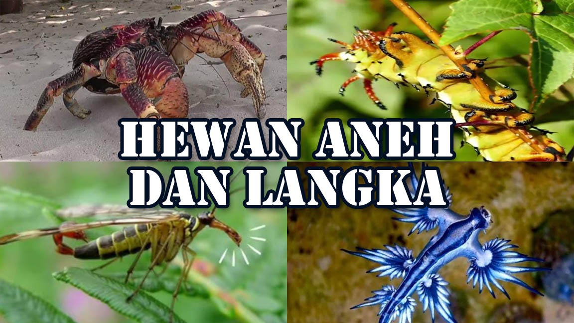 7 Hewan Aneh dan Langka, ada dari Indonesia Pasti Belum Kamu Jumpai