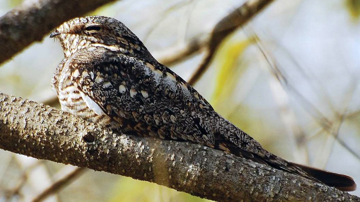 Merinding! Dalam Primbon Jawa Suara Burung Cuit Cuit Pertanda Datangnya Makhluk Halus, Benarkah?