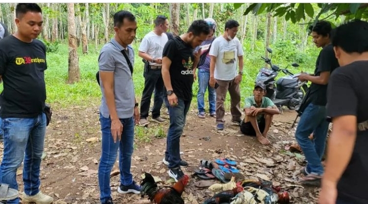 Sabung Ayam Digerebek