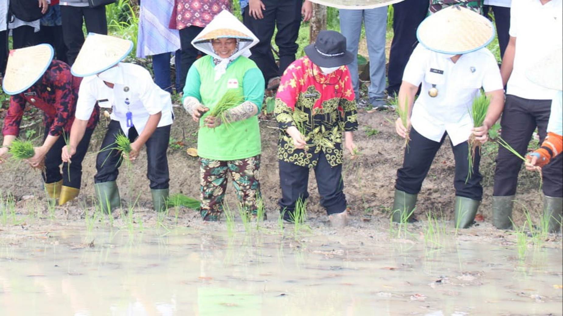 BNN Kembangkan Padi Organik di Megang Sakti