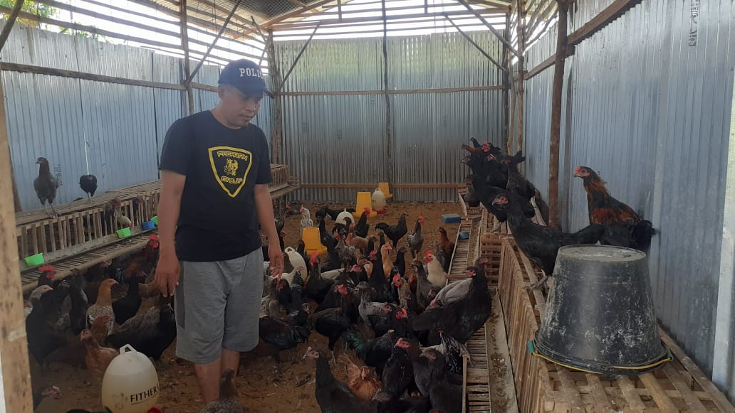 Penerima Bantuan Bibit Ayam Segera Panen