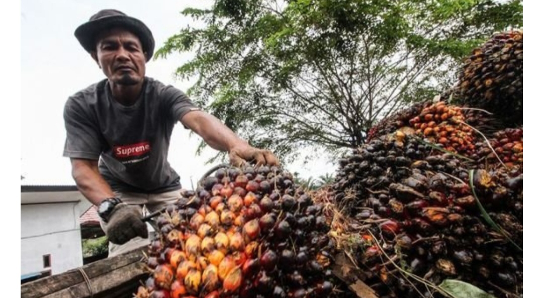 Harga Sawit Terus Turun