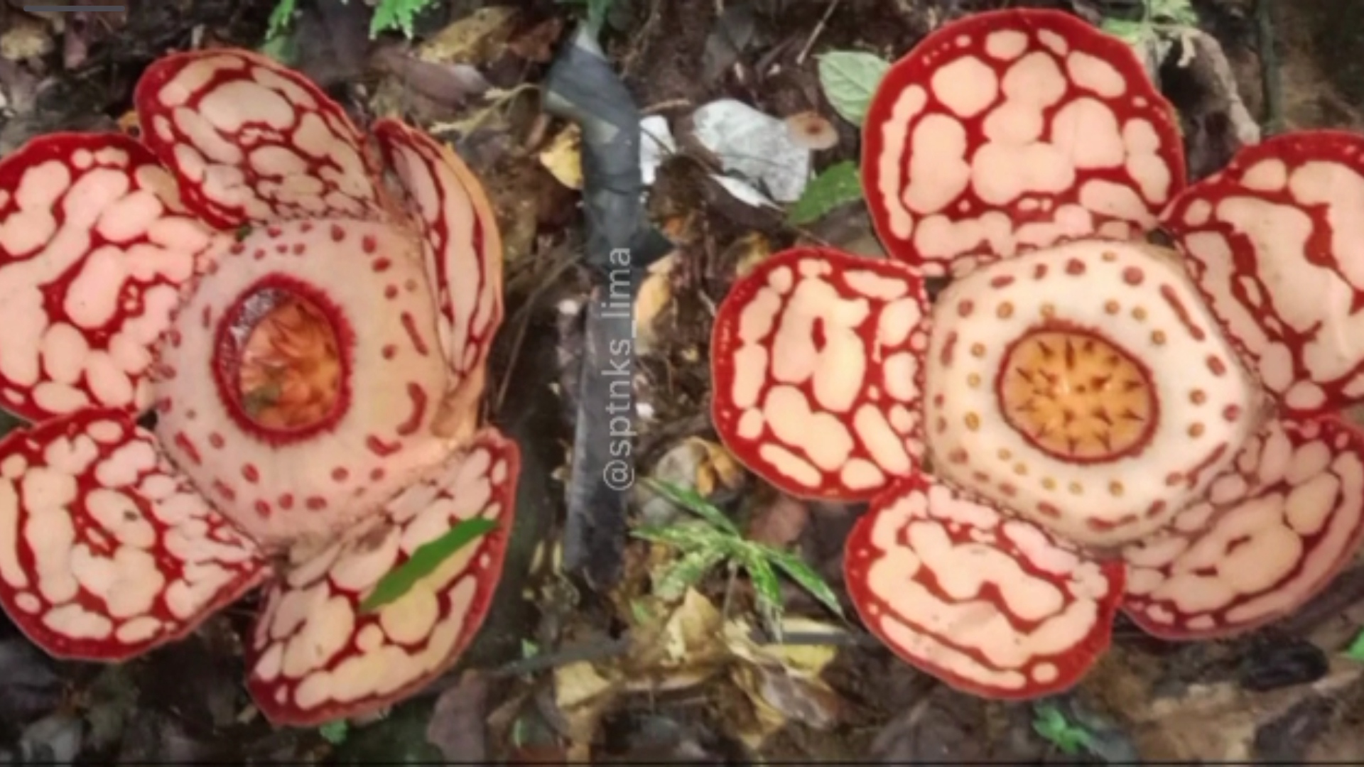 Bunga Raflesia Hasseltii Ditemukan di Musi Rawas