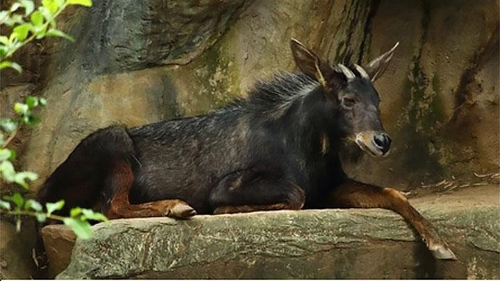 Tim TNKS Temukan Kambing Hutan Langka di Sukaraya Baru