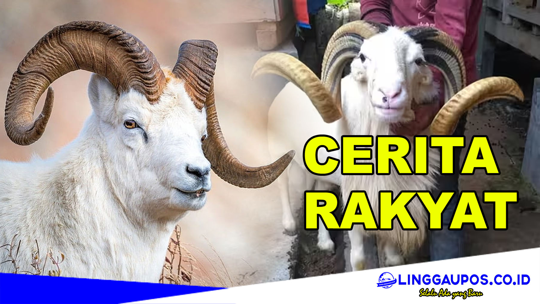 Sumpah Bereng Kecik, Orang Kupang Jangan Menikah dengan Tanah Periuk Sebelum Kambing Bertanduk Emas