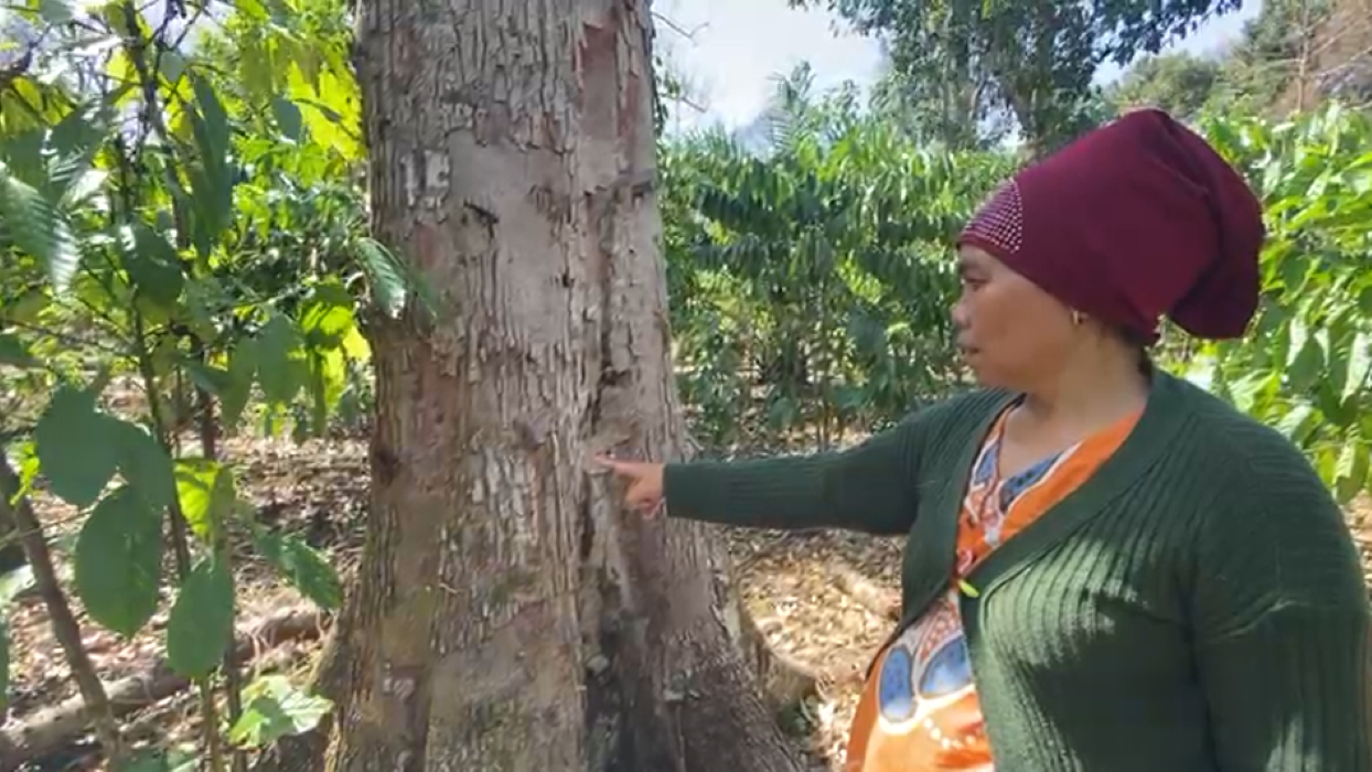 Ulat Serang Pohon Durian Warga Lubuk Linggau, Sudah 2 Bulan Belum Ada Tindakan