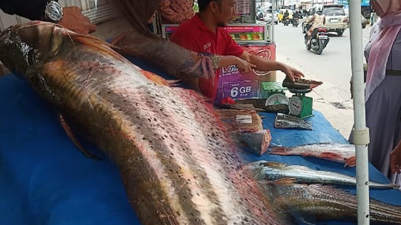 Pangsa Pasar Ikan Sungai di Lubuklinggau Menggiurkan, Dijual Rp150 per Kilogram, Tetap Habis
