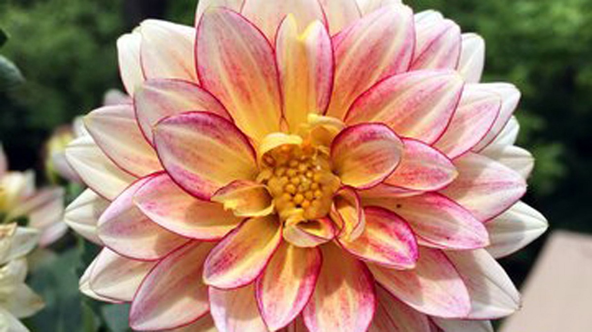 Inilah Arti, Manfaat, dan Jenis Bunga Dahlia, Bunga yang Cantik dan Dapat Dimakan