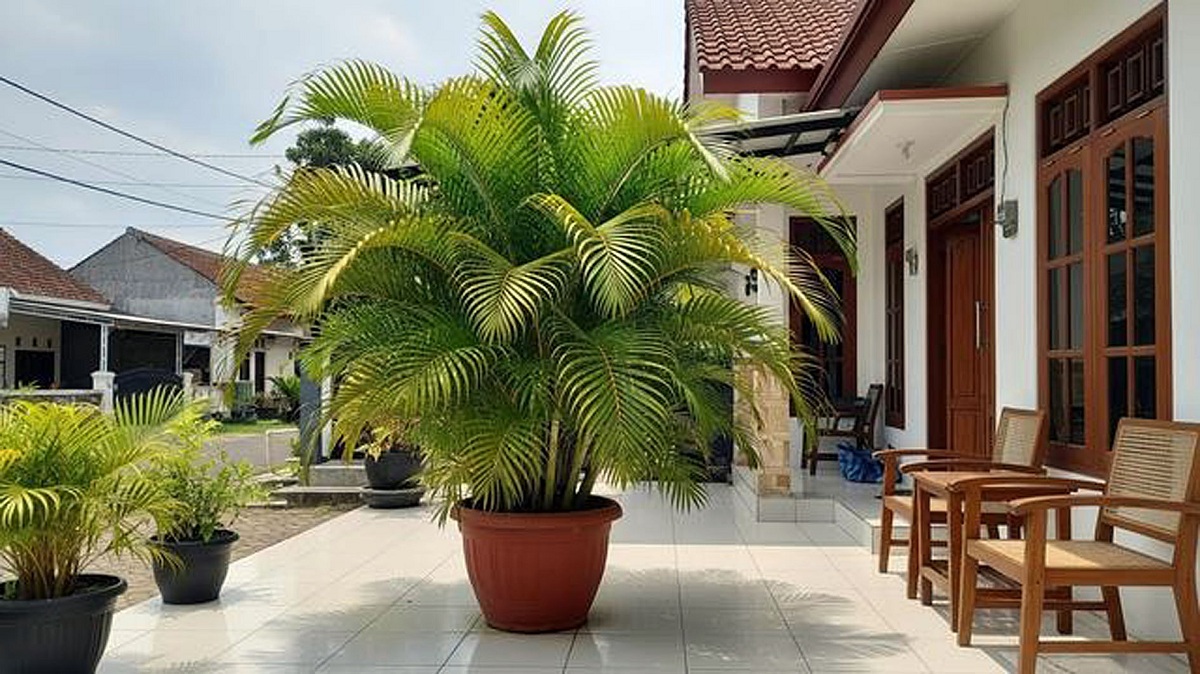 7 Tanaman Hias Outdoor di Teras Rumah yang Membawa Keberuntungan dan Rezeki, Adakah di Rumah Anda?