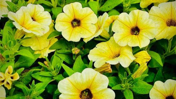 Ketahui, 7 Tanaman Hias Bunga Berwarna Kuning ini Melambangkan Kegembiraan, Persahabatan dan Kehangatan