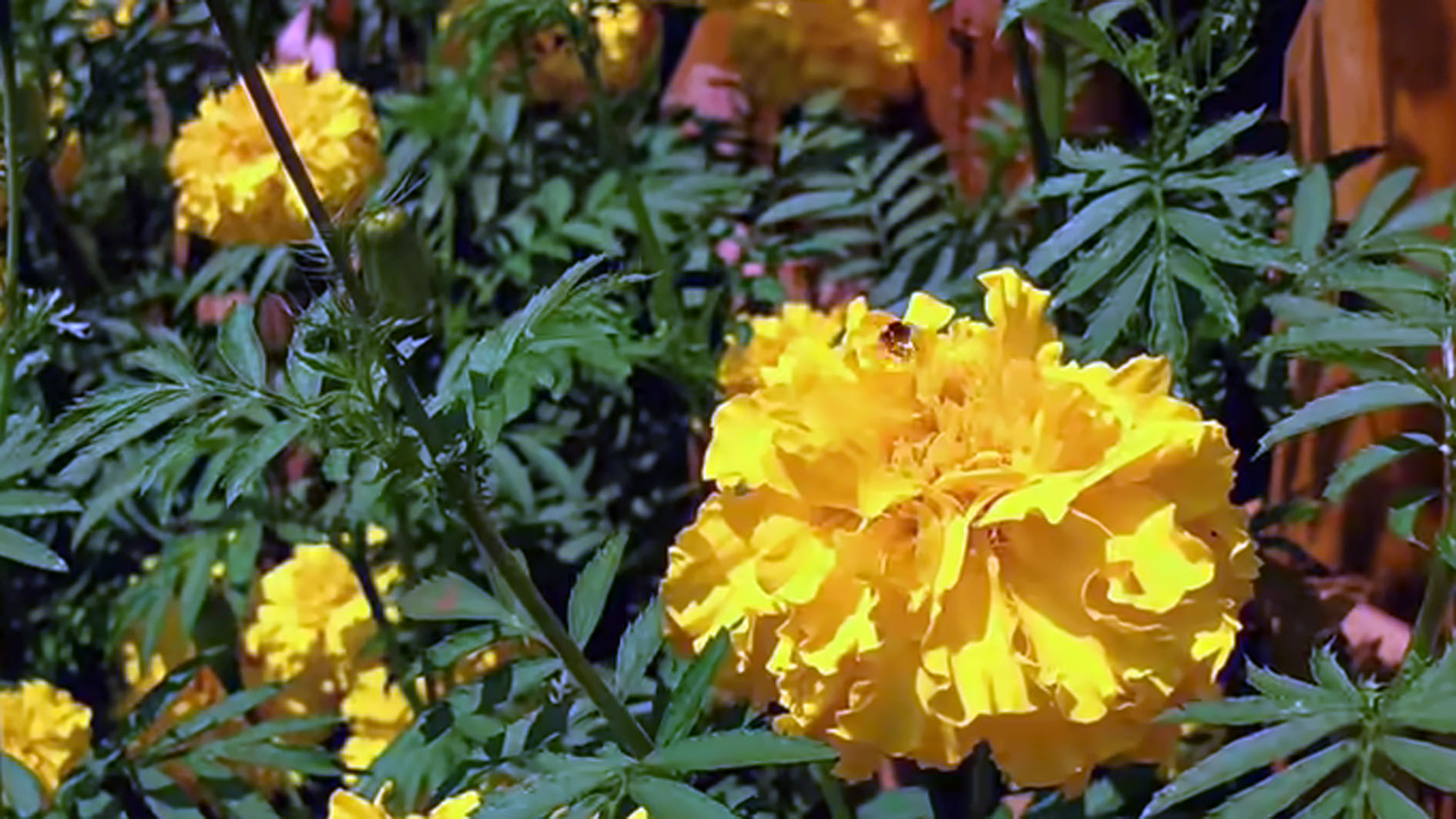 Tanaman Hias Bunga Marigold Dikenal dengan Keindahan Bunganya yang Bermekaran, Berikut Manfaatnya