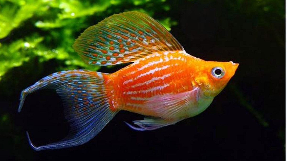 Ikan Molly Kian Diminati, Begini Cara Perawatannya, Cek di Sini