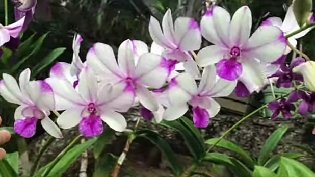Tanaman Hias Anggrek Dendrobium dengan Ragam Warna dan Bentuk yang Menakjubkan, ini 5 Cara Merawatnya