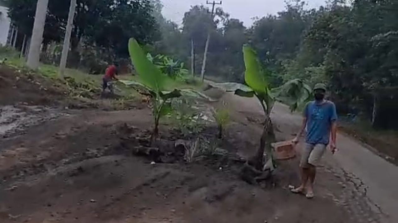 Jalan Rusak, Warga Tanam Pisang di Jalur Musi Rawas Menuju Muba dan PALI