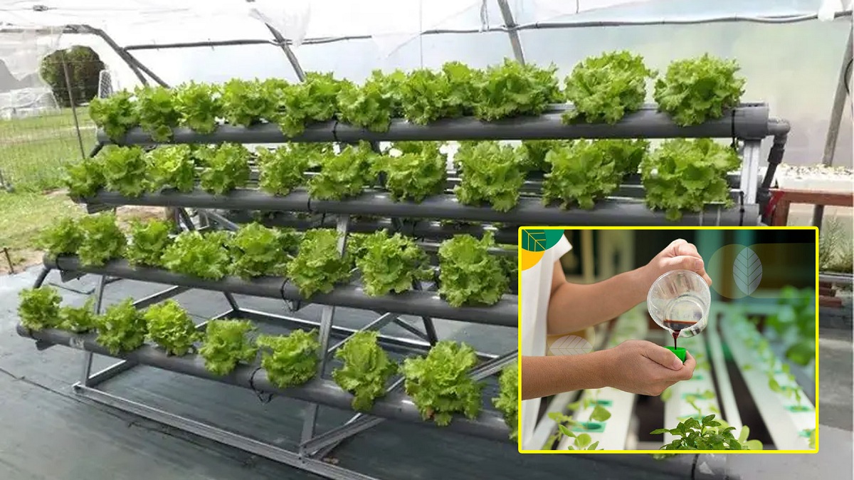 Hidroponik untuk Pemula: Cara Mudah Menanam Sayuran di Rumah Serta Tips Suksesnya