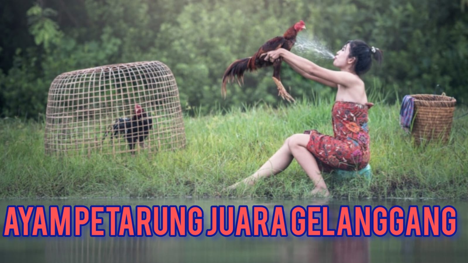Dijuluki Raja Petarung di Gelanggang, Begini Kehebatan Ayam Bangkok yang Jadi Primadona