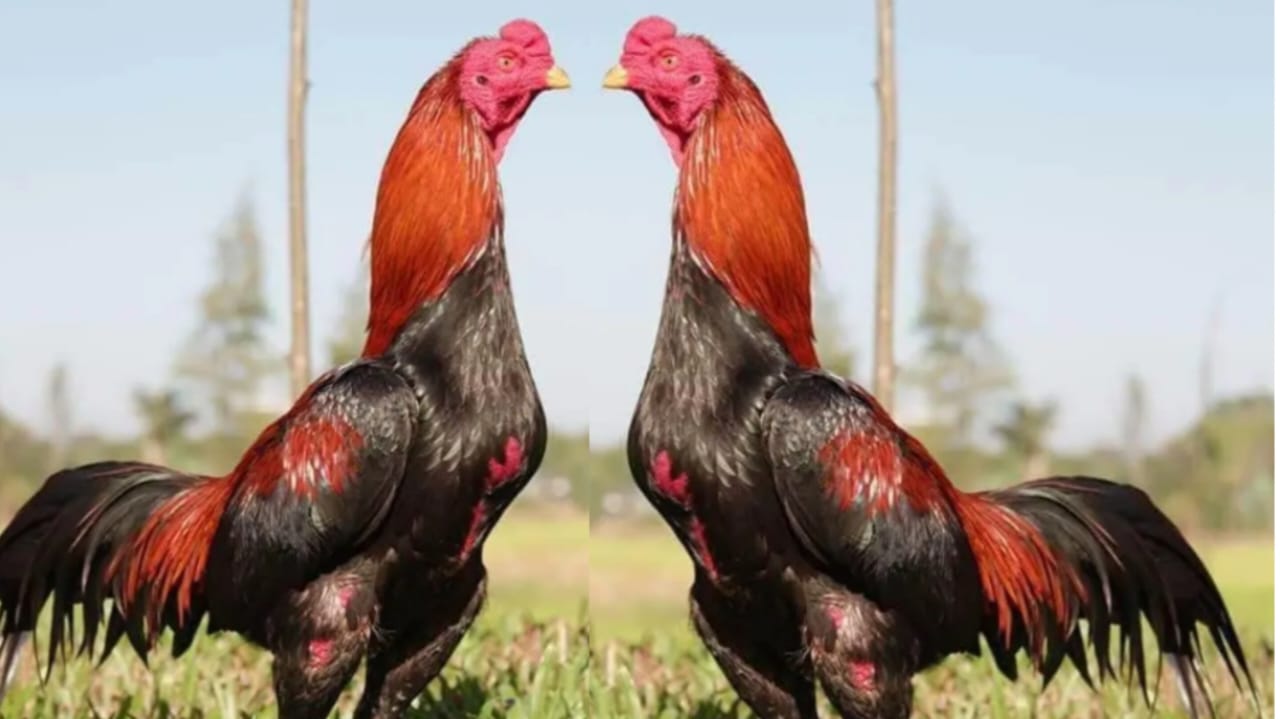 Ayan Petarung Ini Banyak Diburu Kolektor, Berikut 6 Cara Merawat Ayam Bangkok