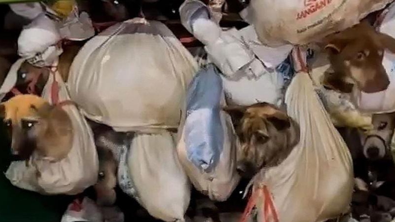 Viral 226 Anjing Dikarungi, Bertumpukan Hingga Diikat dalam Truk, 5 Orang Pelaku Berhasil Diamankan Polisi