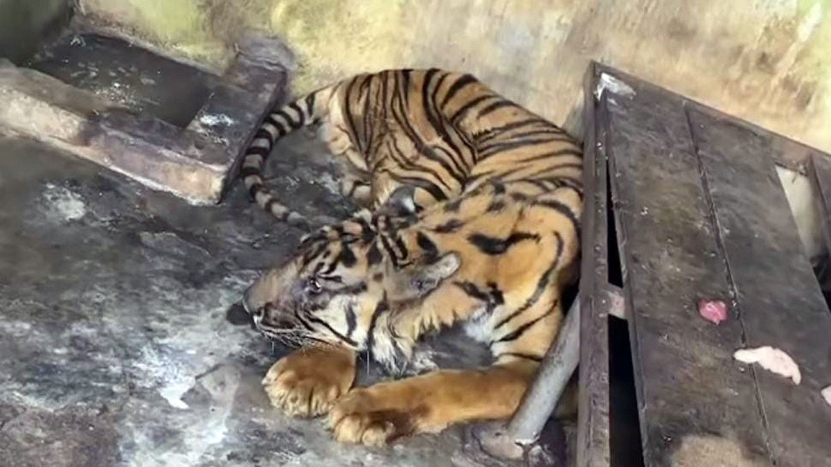 Krisis Finansial, 3 Harimau Mati dan 4 Sakit Parah di Medan Zoo