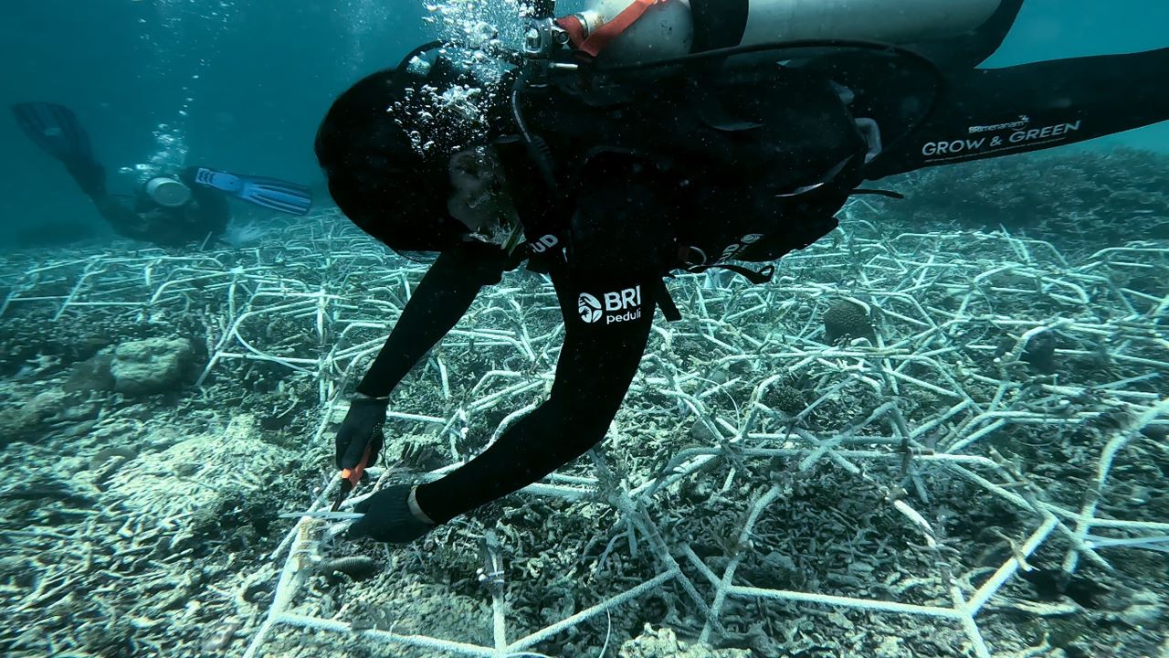 Jaga Ekosistem Laut Tetap Lestari, Ini Aksi Nyata BRI Menanam - Grow and Green di Pulau Kapoposang