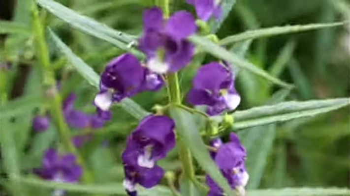 Memiliki Aroma yang Wangi, Tanaman Hias ini Cukup Ampuh Usir Nyamuk, ini 7 Manfaat Bunga Lavender