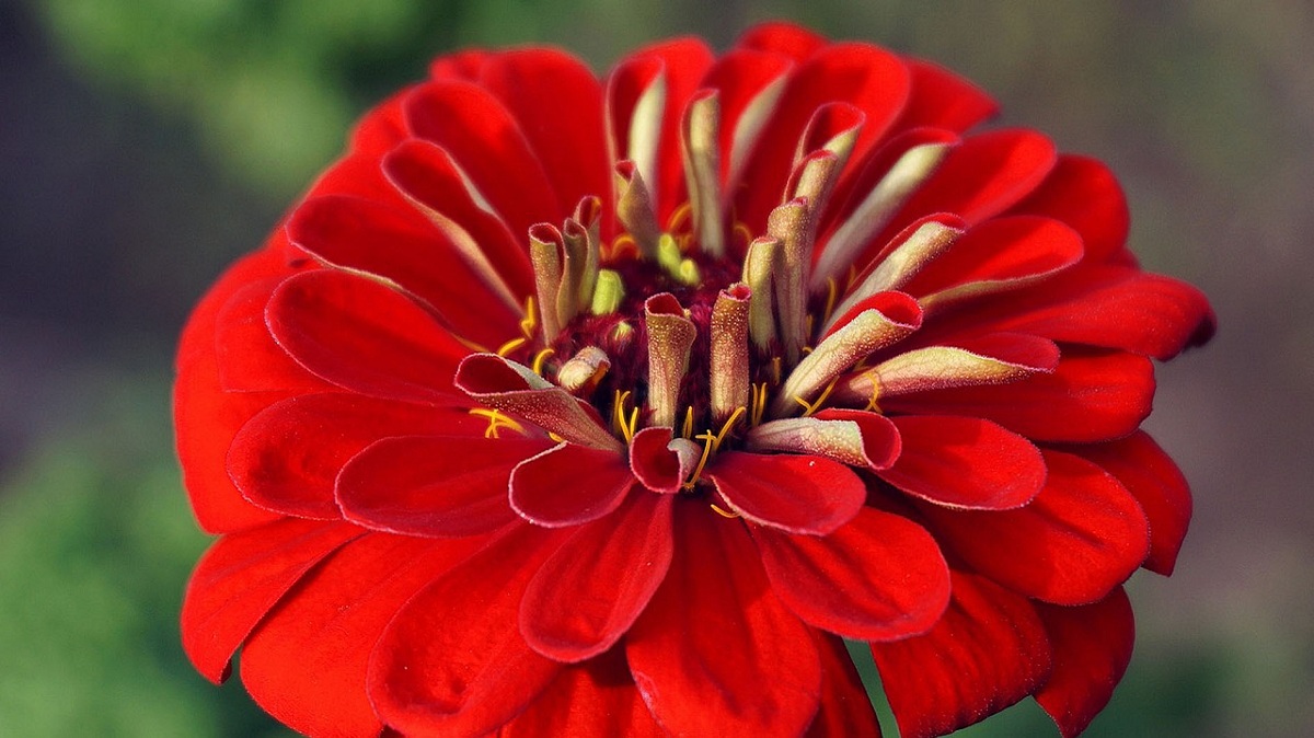Tanaman Hias Bunga Kertas Memiliki Bentuk dan Warna  yang Indah Serta Banyak Manfaat untuk Kesehatan