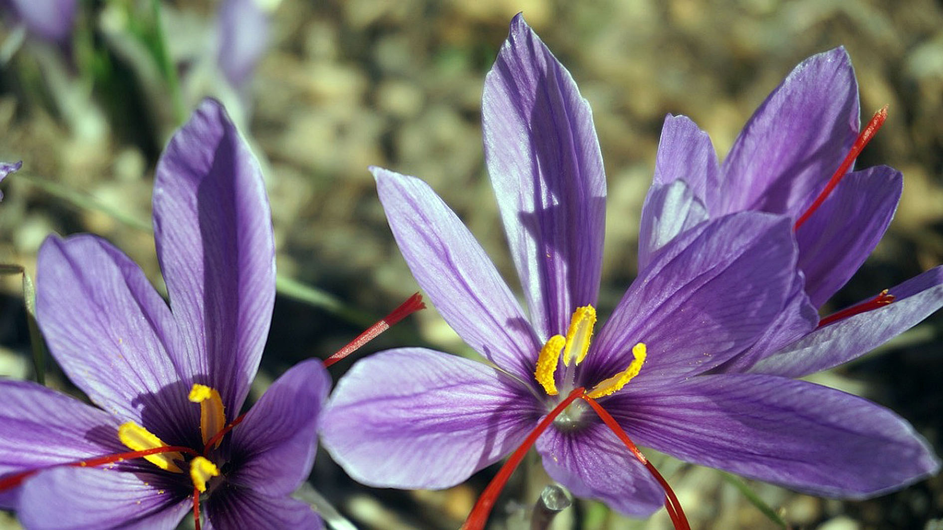 Bunga Saffron Crocus Memiliki Cita Rasa Unik dan Rempah-rempahnya Termahal di Dunia, ini Cara Merawatnya
