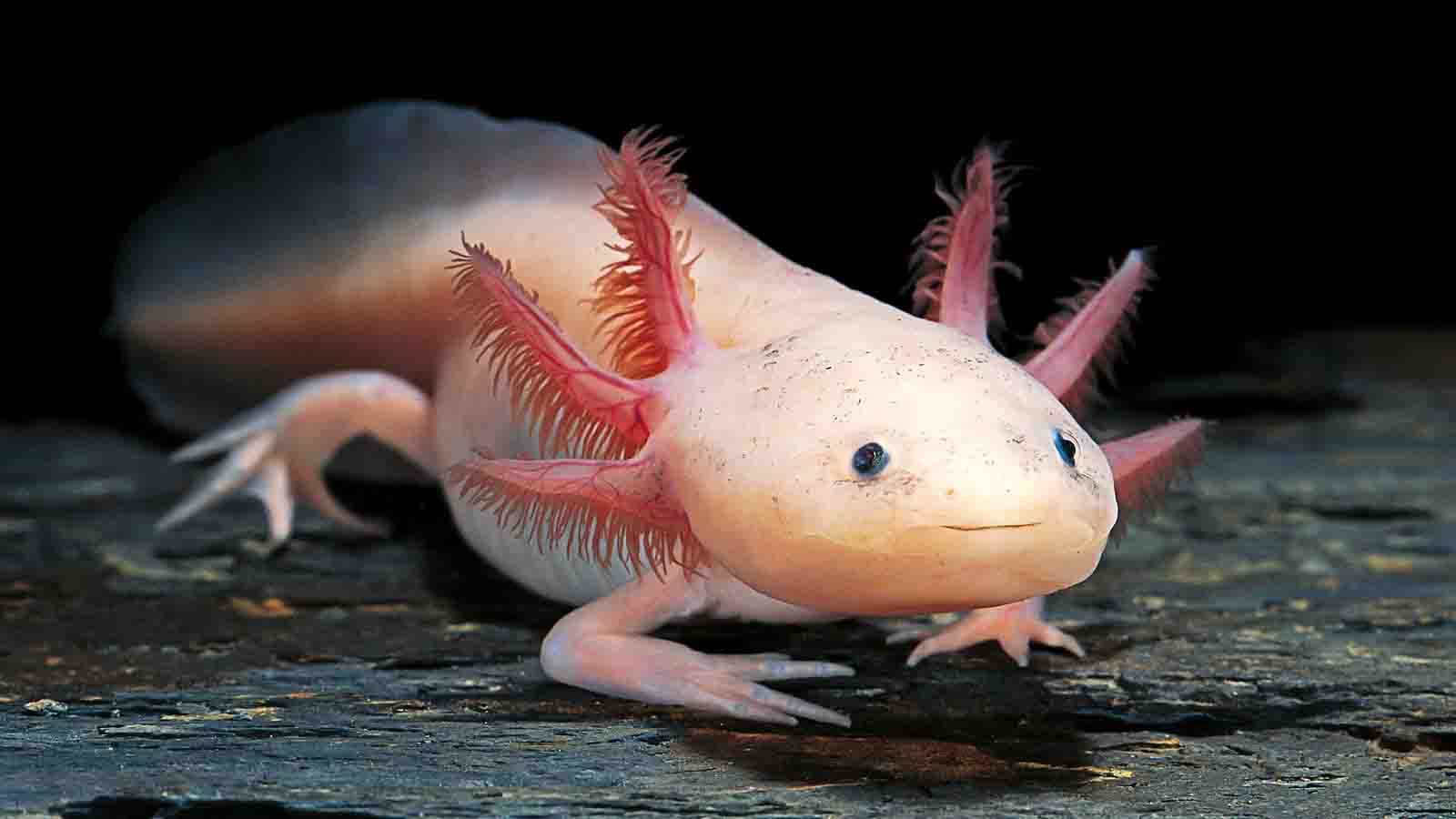 Ada yan Tau? Axolotl Itu Ikan, Reptil, atau Amfibi?