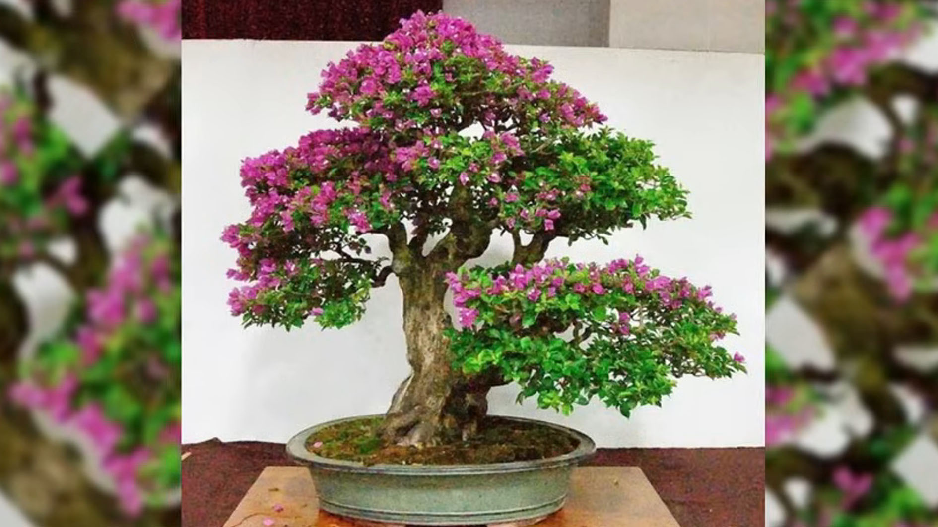 Tanaman Bonsai Memiliki Bentuk yang Unik dan Pesona yang Menarik, ini 6 Tips Merawatnya