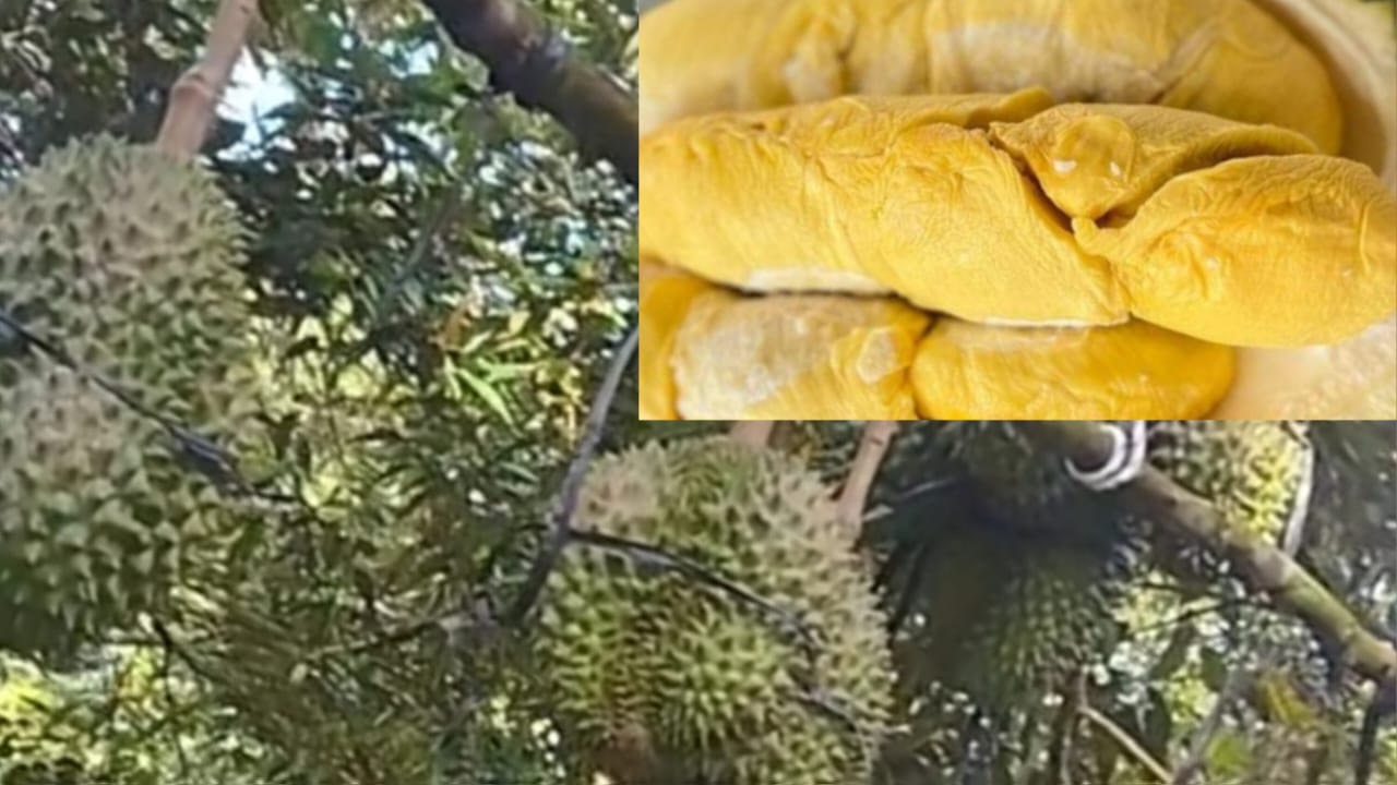 Benarkah Ada Durian Seharga Rp681 Juta, di Lubuk Linggau Mulai dari Rp5.000, Cek Fakta Berikut 