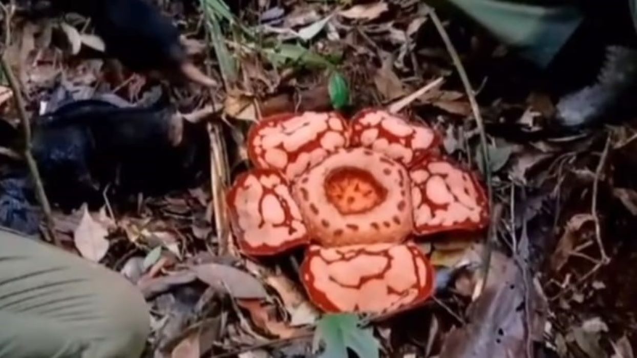 Rafflesia Hasseltii Kembali Ditemukan Tumbuh di Musi Rawas