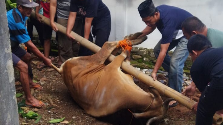 Catat! Ini Batas Waktu Penyembelihan dan Ketentuan Pembagian Hewan Kurban Idul Adha