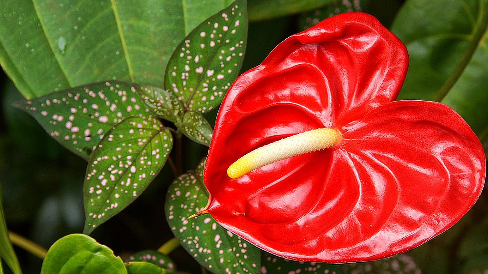 Tanaman Hias Bunga Gelombang Cinta ini Bentuknya Estetik dengan Warna Merah yang Mencolok